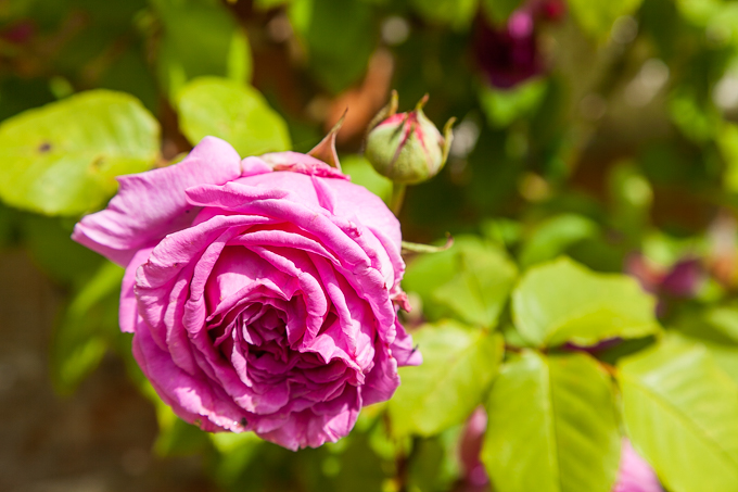 Flowers (36)